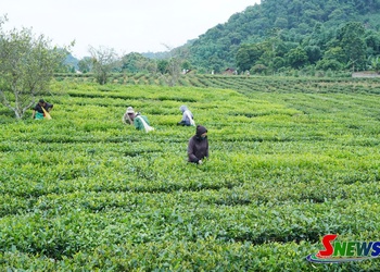 Quy hoạch tạo không gian phát triển bền vững ở Bình Thuận