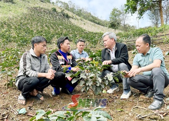  “HẠT GIỐNG ĐỎ” TRÊN RẺO CAO