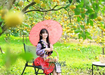 Mùa hồng chín trên cao nguyên Mộc Châu
