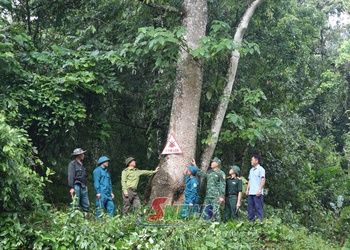  “Lá chắn xanh” nơi vùng biên Mường Lạn