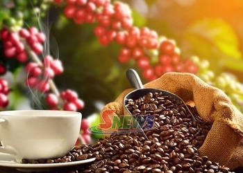 Bản tin nông sản hôm nay (19-9): Giá cà phê tiếp tục giảm