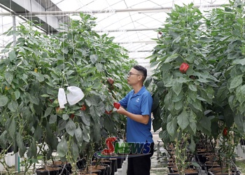 Nông nghiệp Sơn La: Thay đổi từ canh tác đến chế biến sâu