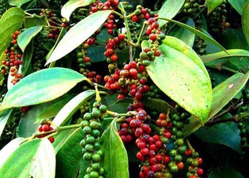 Bản tin nông sản hôm nay (5-10): Giá cà phê tăng nhẹ