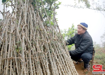 Chuẩn bị vụ gieo trồng trên nương