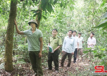 Chủ động phòng cháy, chữa cháy rừng