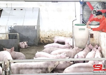 Thực hiện các biện pháp tái đàn vật nuôi