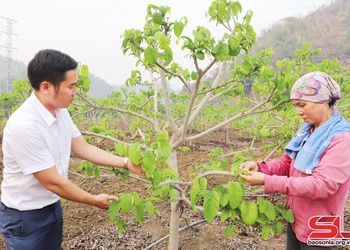 Nông dân Mai Sơn chăm sóc cây ăn quả