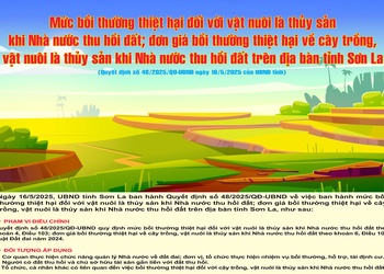 Quyết định số 48/2025/QĐ-UBND ngày 16/5/2025 của UBND tỉnh