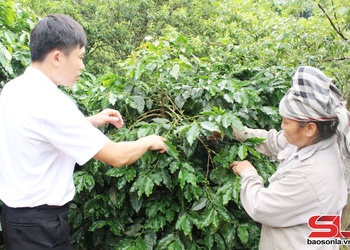 Muổi Nọi chuyển đổi cơ cấu cây trồng, vật nuôi