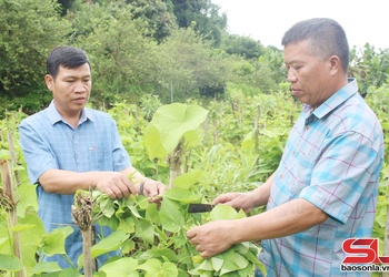 Xây dựng các mô hình kinh tế điển hình