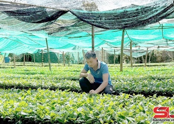 Phát triển cà phê gắn với chế biến và bảo vệ môi trường