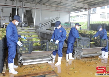 Phát triển vùng sản xuất rau an toàn gắn với chế biến và tiêu thụ