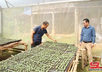 Hỗ trợ sinh kế giúp đồng bào dân tộc thiểu số giảm nghèo bền vững