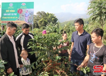 Phát huy lực lượng tiên phong trong phát triển nông nghiệp bền vững