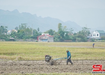 Chuẩn bị tốt các điều kiện sản xuất cây vụ đông