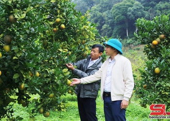 Phiêng Khoài vào vụ cam Navel