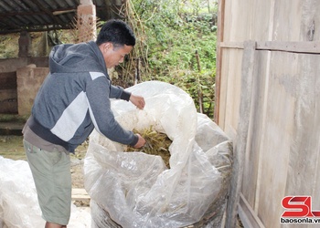 Mường Lạn phòng, chống đói, rét cho gia súc