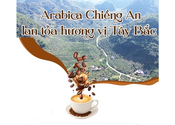 Arabica Chiềng An lan tỏa hương vị Tây Bắc