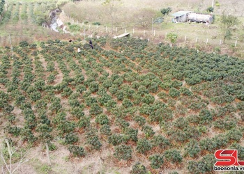 Lóng Phiêng quan tâm phát triển hợp tác xã