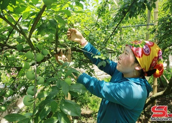 Mận trái vụ Mộc Châu