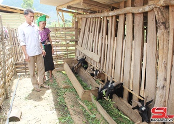 Triển vọng từ nuôi dê ở xã biên giới