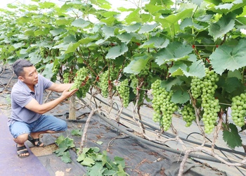 Điểm sáng nông nghiệp trên cao nguyên Nà Sản