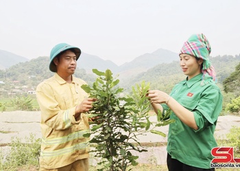 Phát huy vai trò của Hội Nông dân trong phát triển kinh tế