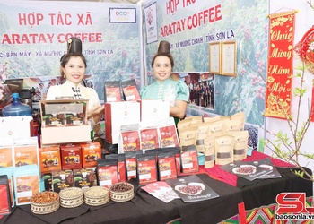 “Vàng xanh” trên những vùng đồi Mường Chanh