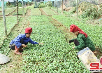 Thúc đẩy hoạt động hợp tác xã và liên kết sản xuất