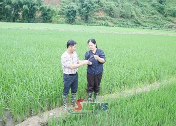 Chăm sóc lúa vụ mùa giai đoạn đẻ nhánh