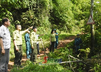 Giữ màu xanh cho cao nguyên Mộc Châu