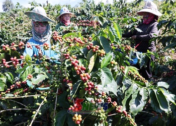 Chiềng La mùa cà phê chín đỏ