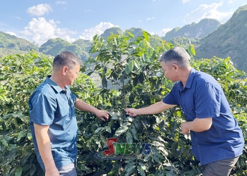 Mô hình liên kết sản xuất cà phê bền vững