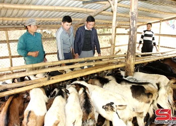 Bắc Yên tập trung phát triển đàn gia súc