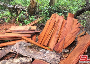 Ngăn chặn “lâm tặc” phá rừng đặc dụng ở Thuận Châu • Bài 1: Tiếp diễn tình trạng khai thác gỗ trái phép 