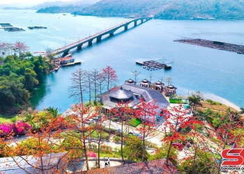 Mùa hoa mộc miên