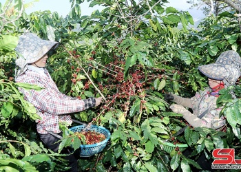 Nghề thu hái cà phê 