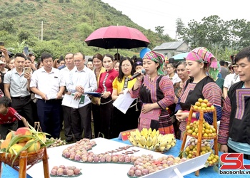Đặc sắc gian hàng trưng bày nông sản tại Ngày hội hái mận xã Phiêng Khoài