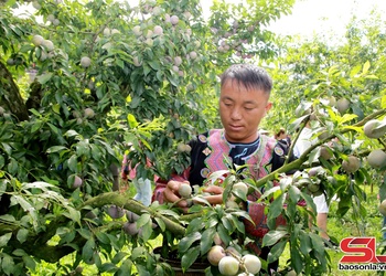 Náo nức Ngày hội hái quả trên cao nguyên