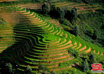 Sắc màu ruộng bậc thang vùng cao Bắc Yên