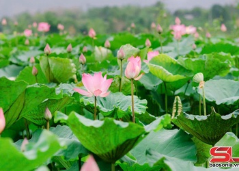 Hồ sen Mó Tu