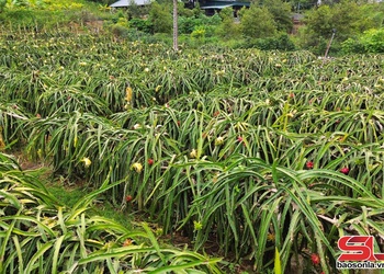 Hoa thanh long nở rộ 