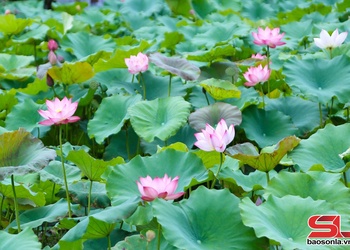Độc đáo Hồ sen Hua Nhàn