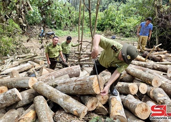 Cần xử lý nghiêm việc phá rừng phòng hộ trái phép: Phải có biện pháp đồng bộ, quyết liệt