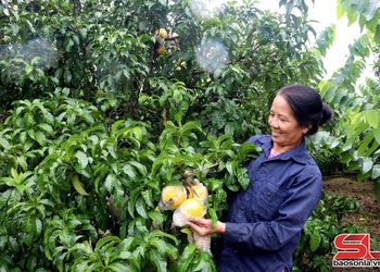 Muổi Nọi chuyển đổi cây trồng trên đất dốc