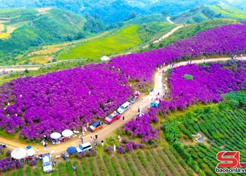 Hoa mua Vân Hồ níu chân du khách