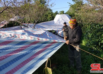 Bảo vệ cây cà phê trước rét đậm, rét hại