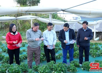 Khảo sát, nắm tình hình hoạt động hợp tác xã