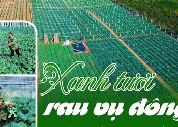 Xanh tươi rau vụ đông
