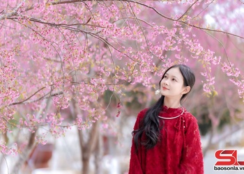 Hoa mai anh đào khoe sắc trên cao nguyên